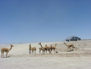 Illustration for article titled That One Time I Drove to the Bottom of Argentina